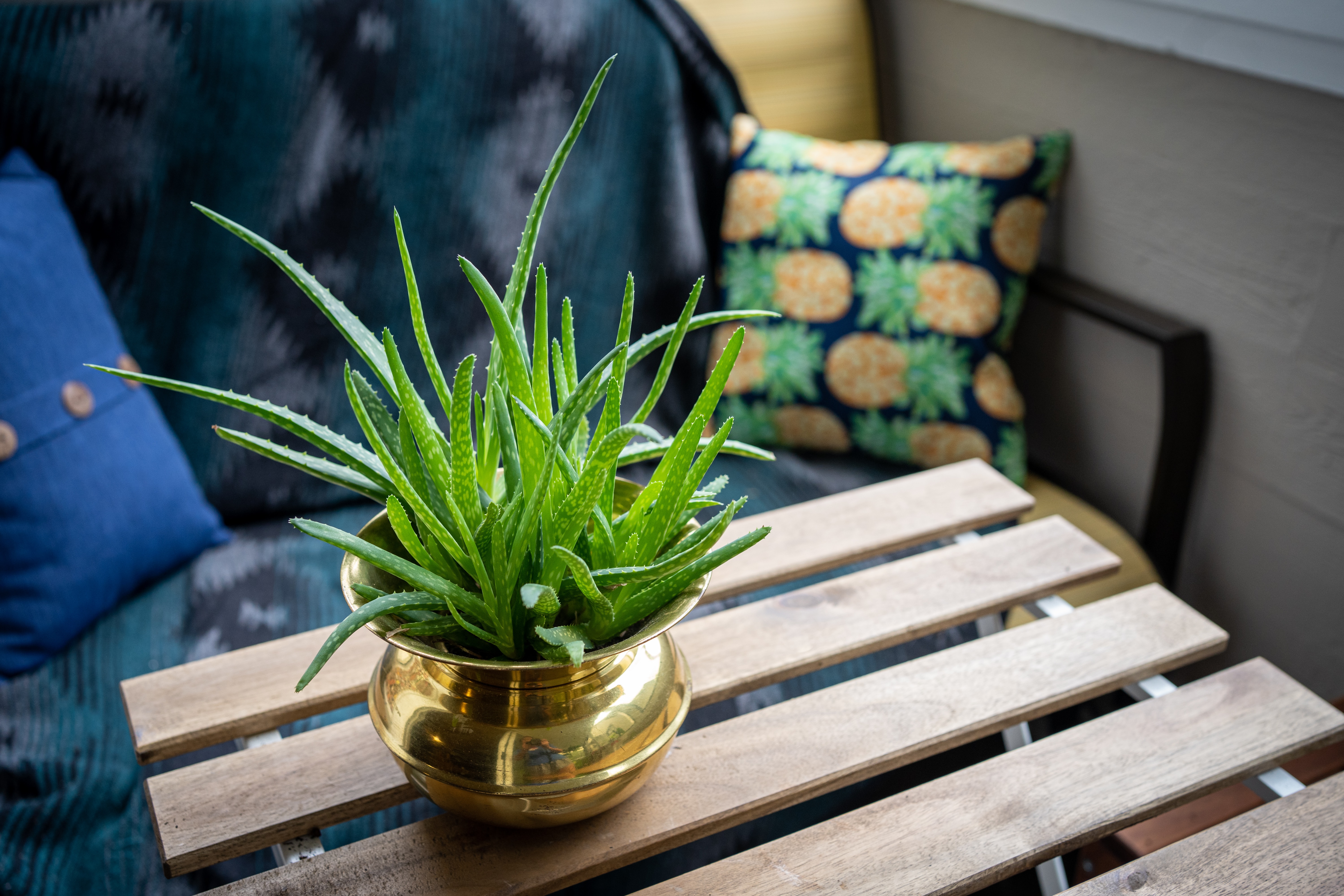 Aloe Vera Image