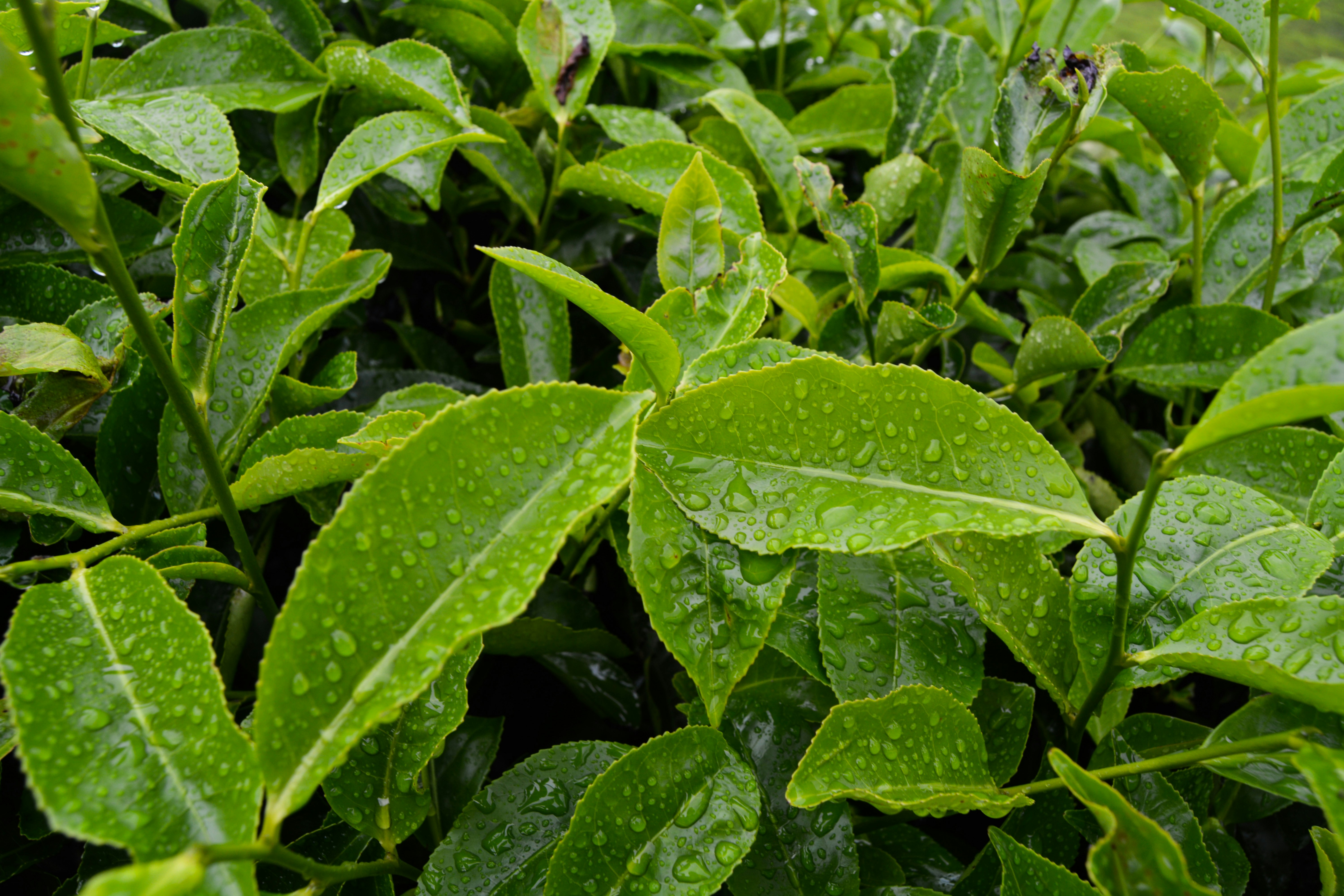 Tea Tree Oil Image